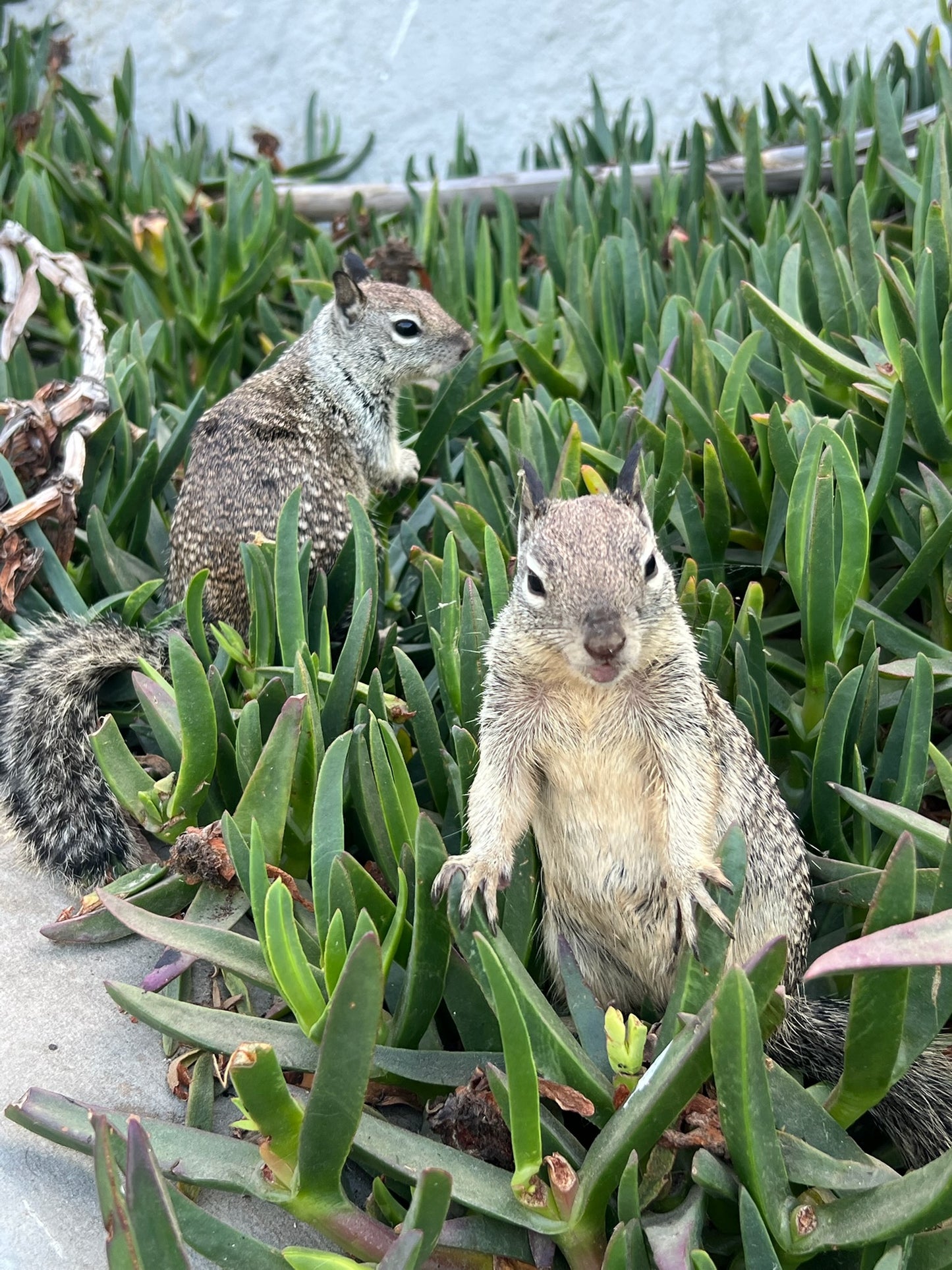 California Ground Squirrels Wall Art – Glossy Metal Photo Print | Coastal Wildlife Humor Décor