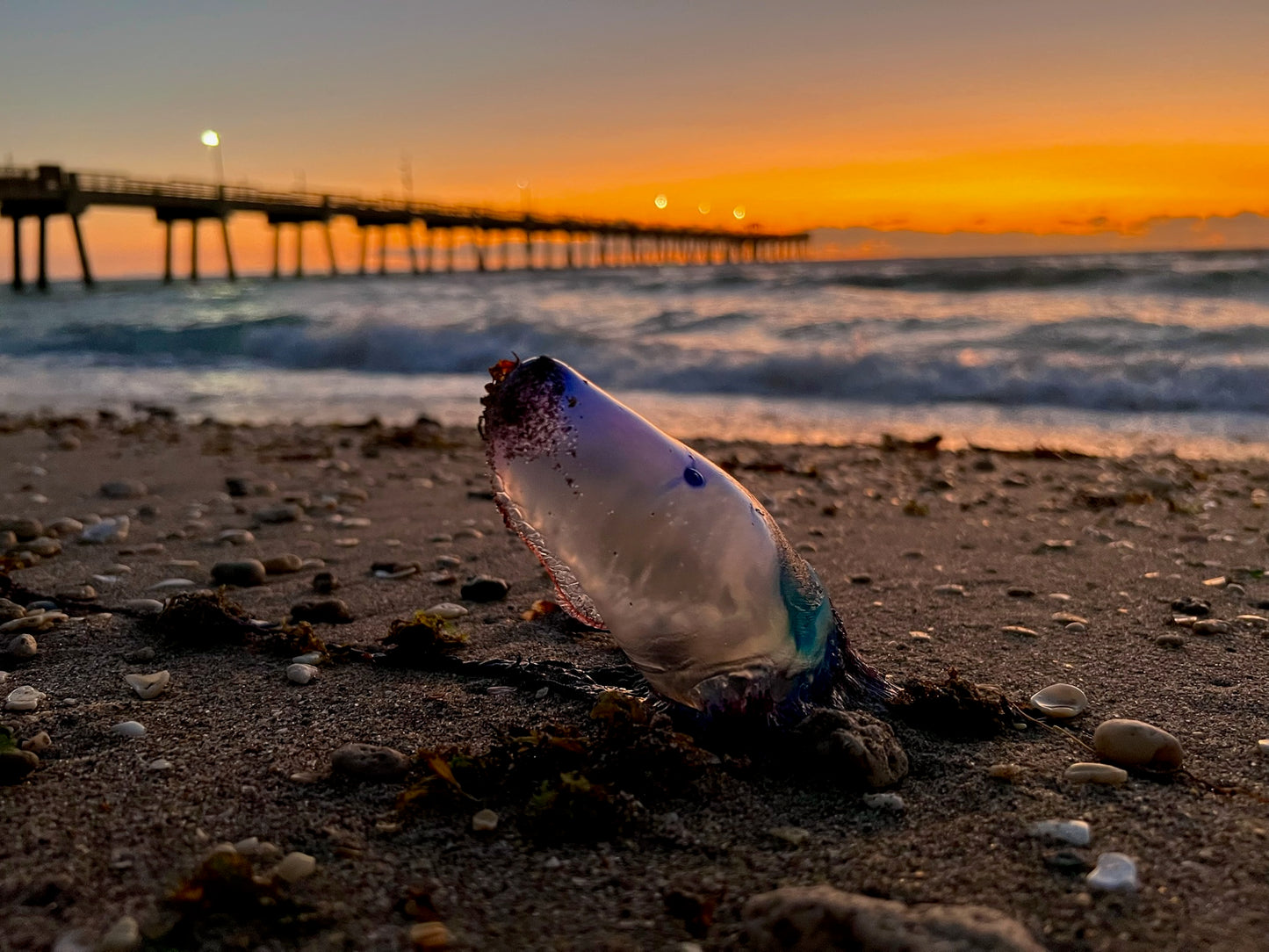Portuguese Man o' War Beach Wall Art – Glossy Metal Photo Print | Florida Coastal Ocean Creature Décor