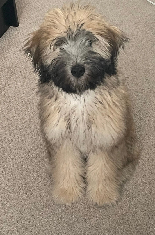 Baby Dog Photos on Metal