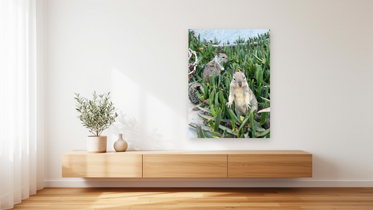 California Ground Squirrels Wall Art – Glossy Metal Photo Print | Coastal Wildlife Humor Décor