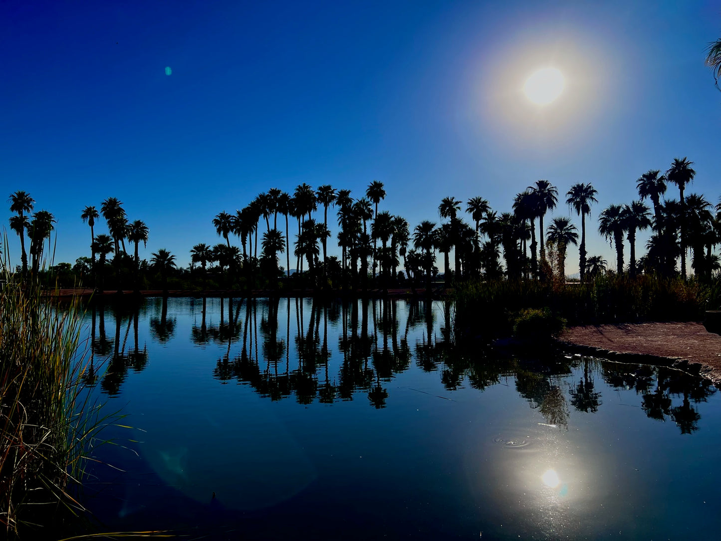 Desert Palm Oasis Wall Art – Glossy Metal Photo Print | Phoenix Arizona Lake Reflection Décor