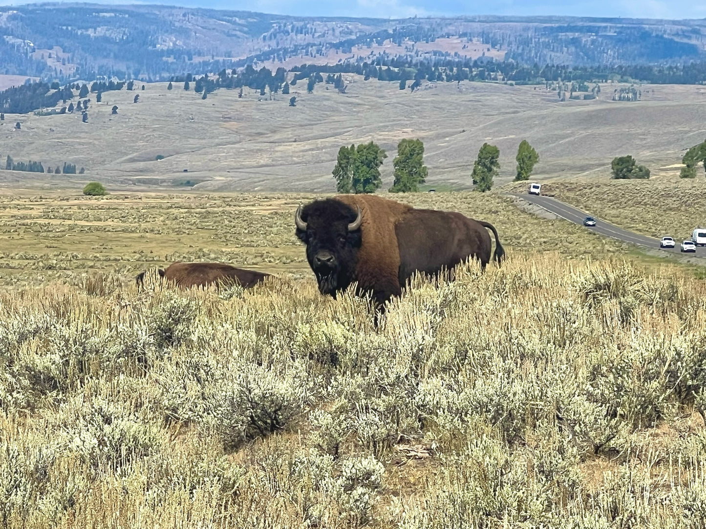 Yellowstone Bison Wall Art – Glossy Metal Photo Print | Lamar Valley Wyoming Wildlife Décor