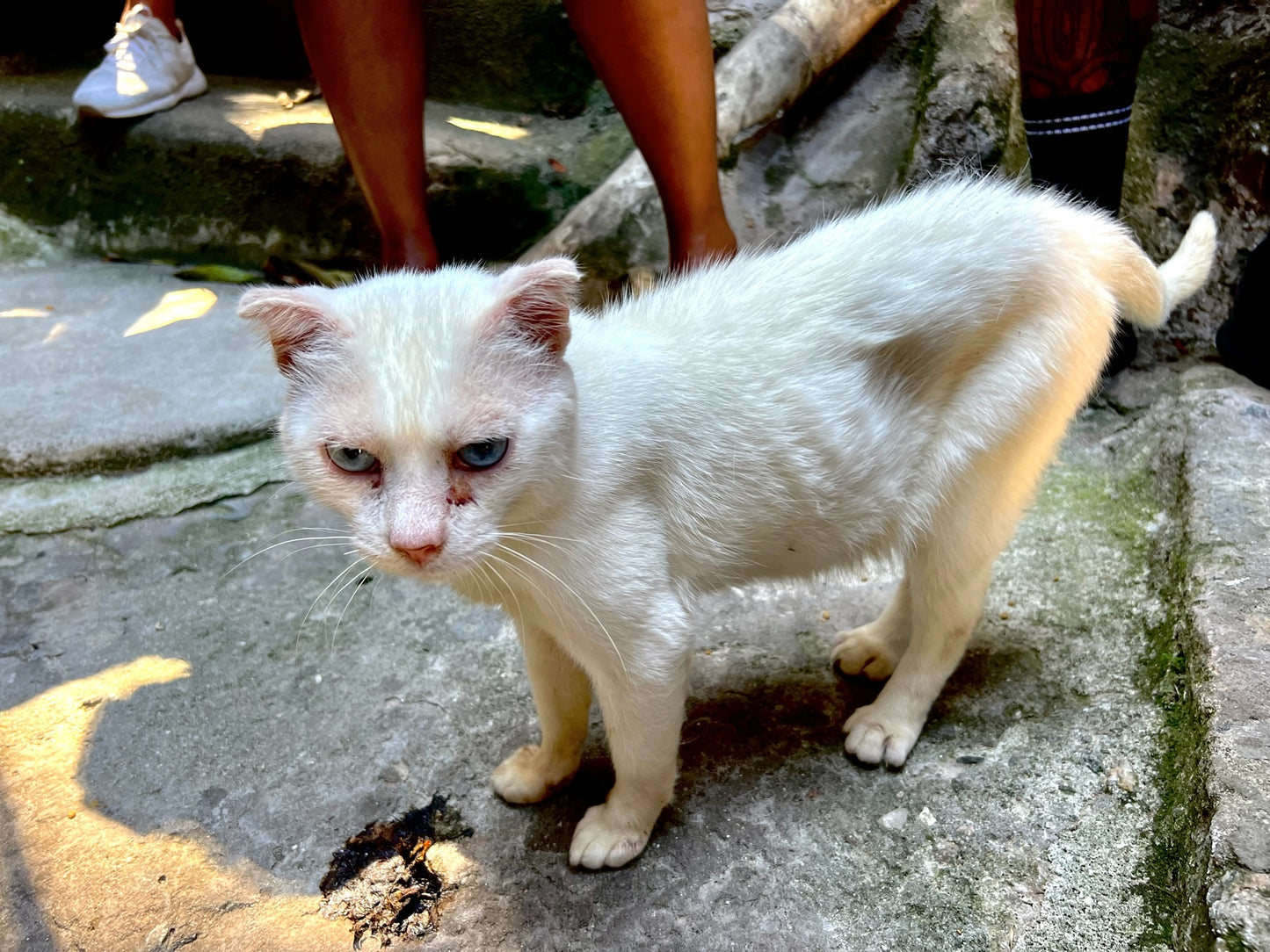 White Street Cat Wall Art – Glossy Metal Photo Print | Blue-Eyed Stray Cat Travel Photography Décor
