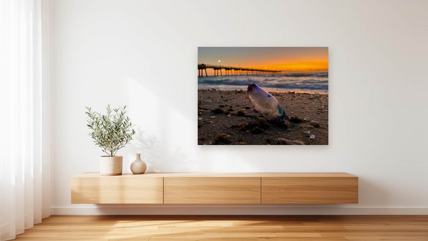 Portuguese Man o' War Beach Wall Art – Glossy Metal Photo Print | Florida Coastal Ocean Creature Décor