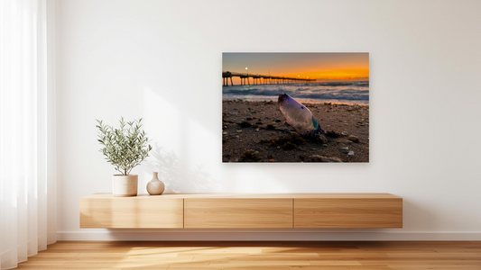 Portuguese Man o' War Beach Wall Art – Glossy Metal Photo Print | Florida Coastal Ocean Creature Décor