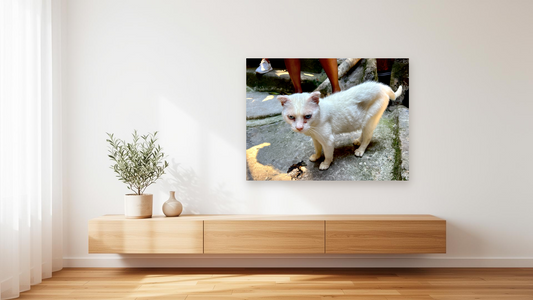 White Street Cat Wall Art – Glossy Metal Photo Print | Blue-Eyed Stray Cat Travel Photography Décor