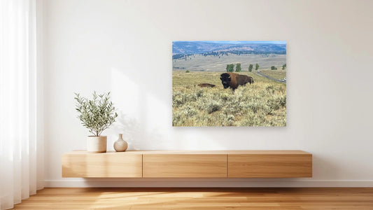 Yellowstone Bison Wall Art – Glossy Metal Photo Print | Lamar Valley Wyoming Wildlife Décor